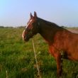 Jody in het natuurpark