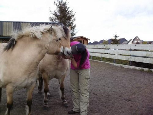 Kennismaken met Paarden Spiegelen 10 & 11 november